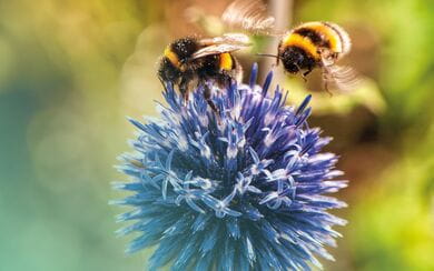 Two bees gather pollen from a vibrant blue thistle flower, symbolizing the interconnected and fast-changing nature of global ESG regulations.