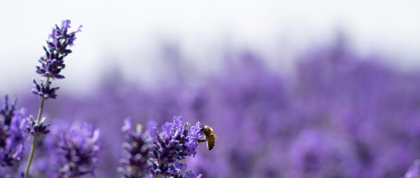 lavender field