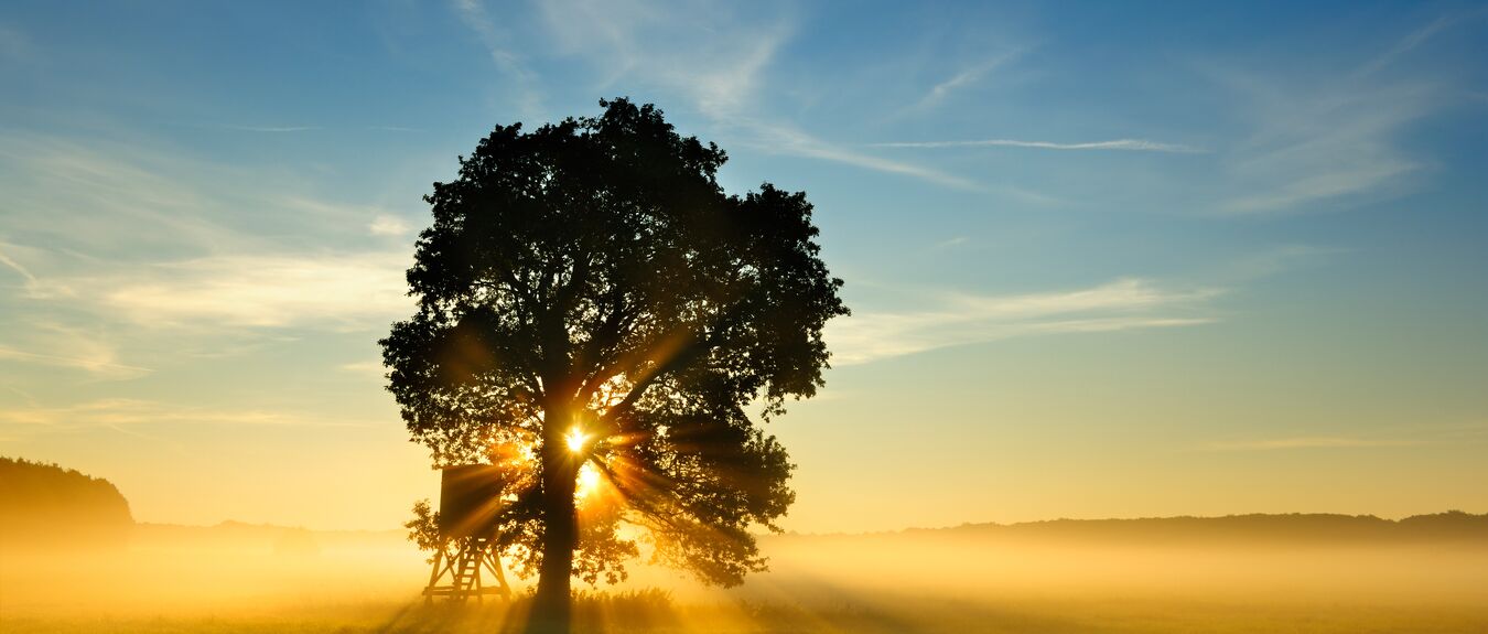 tree sunrise