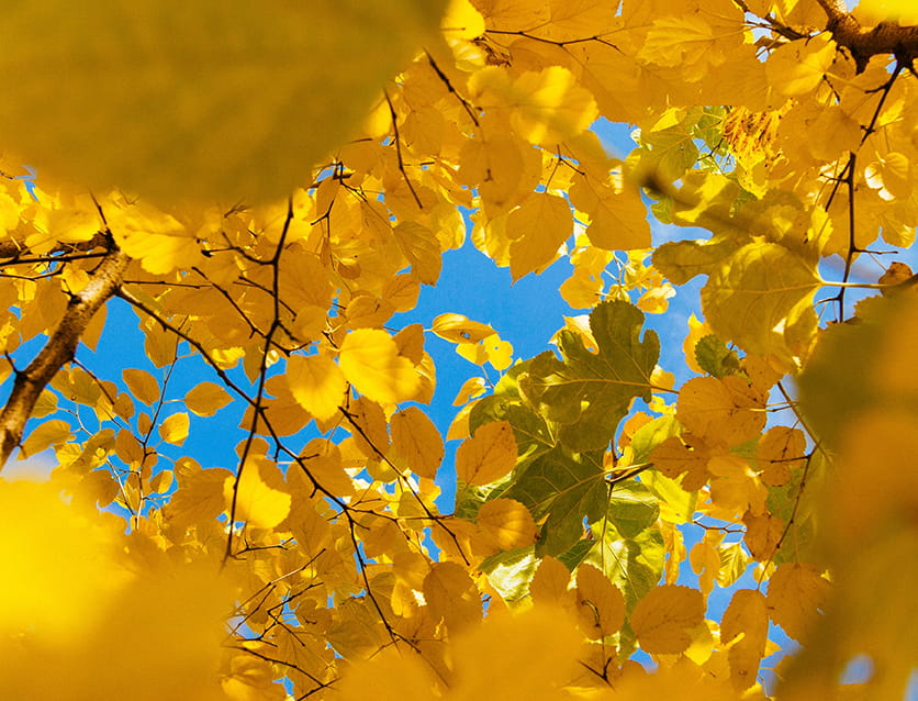 Yellow leaves_image for Hogan Lovells Community Investment banner